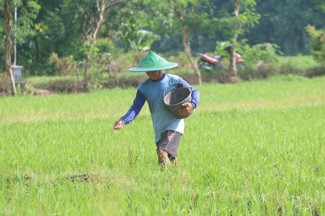 Hasil pertanian di Ponorogo mengalami kenaikan