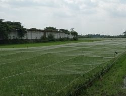 Dispertabun Kabupaten Kediri Siapkan Sistem Pengairan Sawah Antisipasi Gagal Panen Musim Kemarau