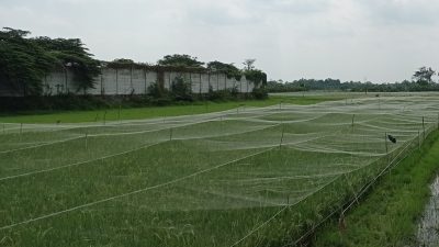 Dispertabun Kabupaten Kediri Siapkan Sistem Pengairan Sawah Antisipasi Gagal Panen Musim Kemarau