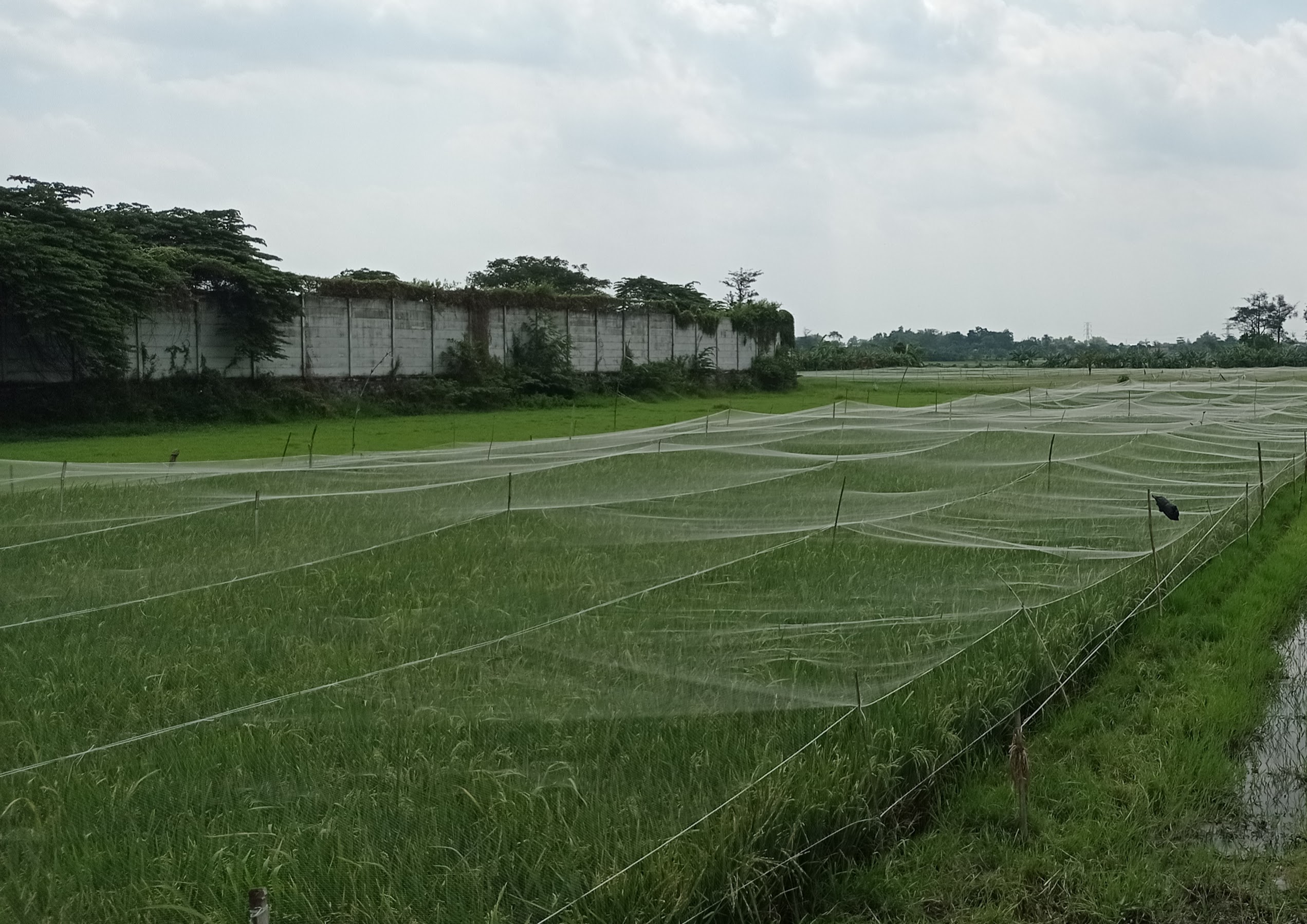 Petakan dan Siapkan Sistem Pengairan Sawah Antisipasi Gagal Panen Musim Kemarau