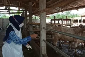 DKPP Kabupaten Kediri Sudah Distribusikan 396.506 Vaksin untuk Ternak, Ini Infonya