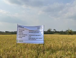 Perum BULOG Lakukan Efisiensi Penyerapan Gabah Lewat Program Mitra Tani