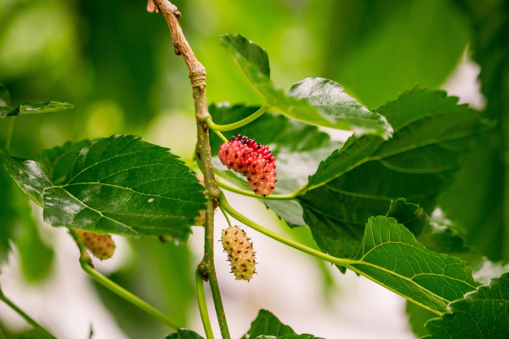 Kekurangan Makanan, Warga Palestina Manfaatkan Daun Mulberry untuk Bertahan Hidup