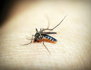 Israel Diserang Virus West Nile di Tel Aviv dan Eilat, Total 153 Orang Telah Terinfeksi 