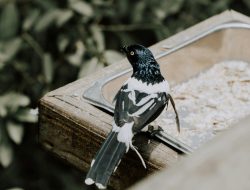 Teknik Pengembunan Malam untuk Burung Murai Batu, Solusi Paling Tepat untuk Berbagai Masalah Burung Kicauan