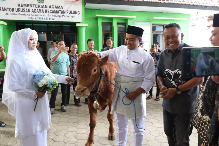 Beda, Warga Pulung, Ponorogo, Beri Mahar Sapi Saat Menikahi Pujaan Hati