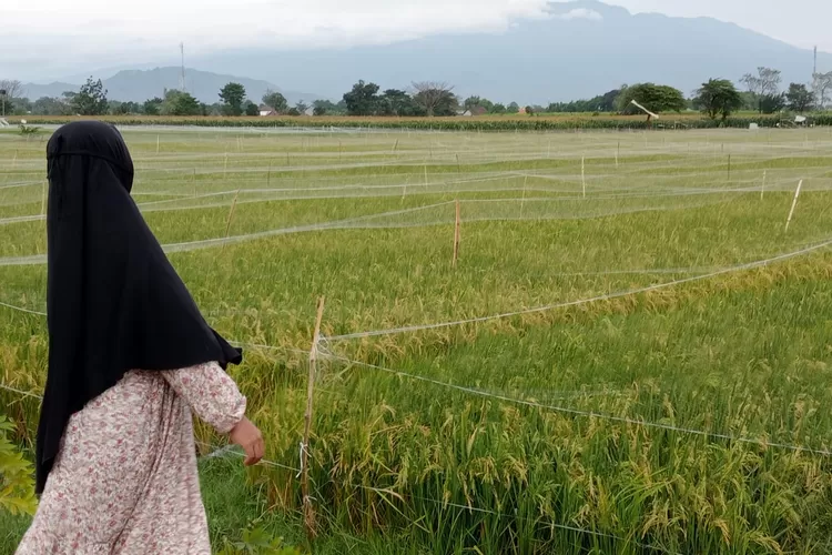 Jelang Panen Raya, Harga Gabah Terus Naik Melampaui HPP, Ini Infonya