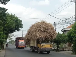 Banyak Truk Gandeng di Kabupaten Kediri yang Mengangkut Tebu dengan Overload, Ini Tanggapan Dishub