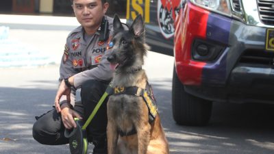 Ini cara Unit K9 Sat Samapta Polres Kediri Rawat Anjing Pelacak