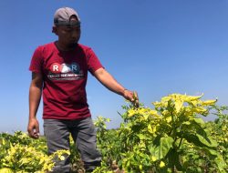 Petani Cabai di Ponorogo Gagal Panen, Gara-gara Virus Gemini, Ini Infonya