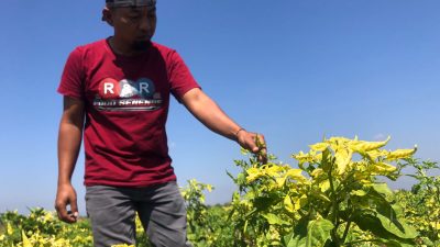 Petani Cabai di Ponorogo Gagal Panen, Gara-gara Virus Gemini, Ini Infonya