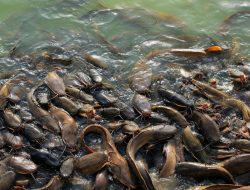 Tips Budidaya Ikan Lele untuk Pemula, Perhatikan 5 Hal Penting Ini hingga Panen da Cuan! 