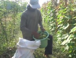Inovasi Tumpangsari di Desa Ngumpul, Strategi Sukses Petani dalam Budidaya Timun