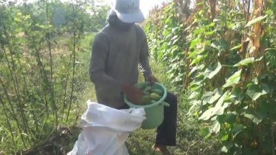 Inovasi Tumpangsari di Desa Ngumpul, Strategi Sukses Petani dalam Budidaya Timun