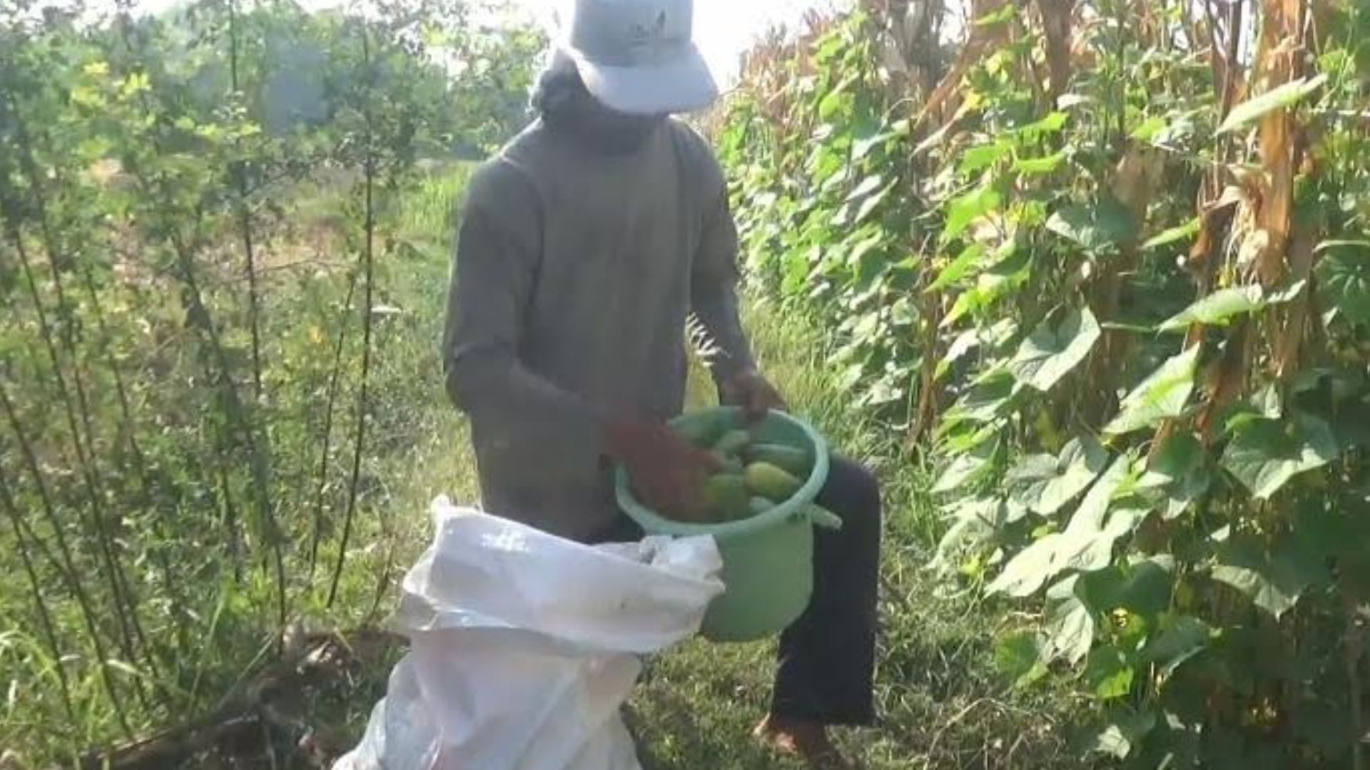 Inovasi Tumpangsari di Desa Ngumpul, Strategi Sukses Petani dalam Budidaya Timun