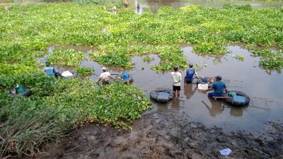 Pladu di Bendungan Baduk Nganjuk, Pencari Ikan Terhalang Hutan Eceng Gondok