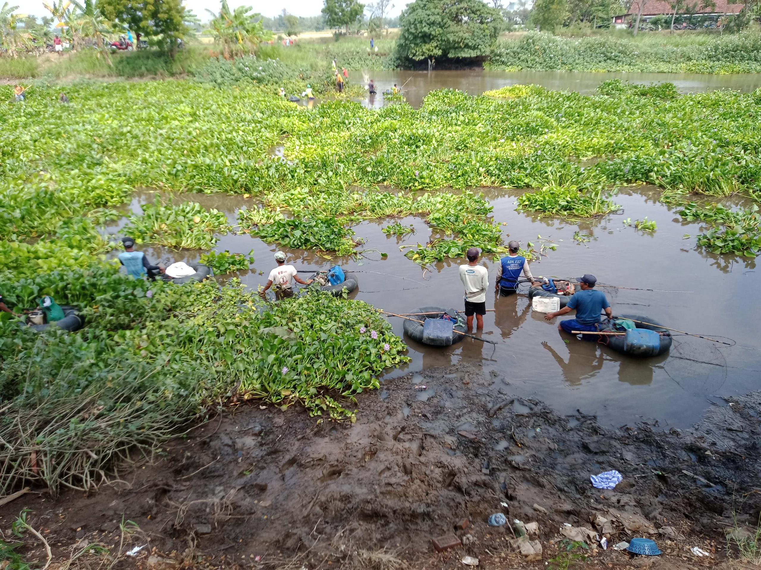 Pladu di Bendungan Baduk Nganjuk, Pencari Ikan Terhalang Hutan Eceng Gondok