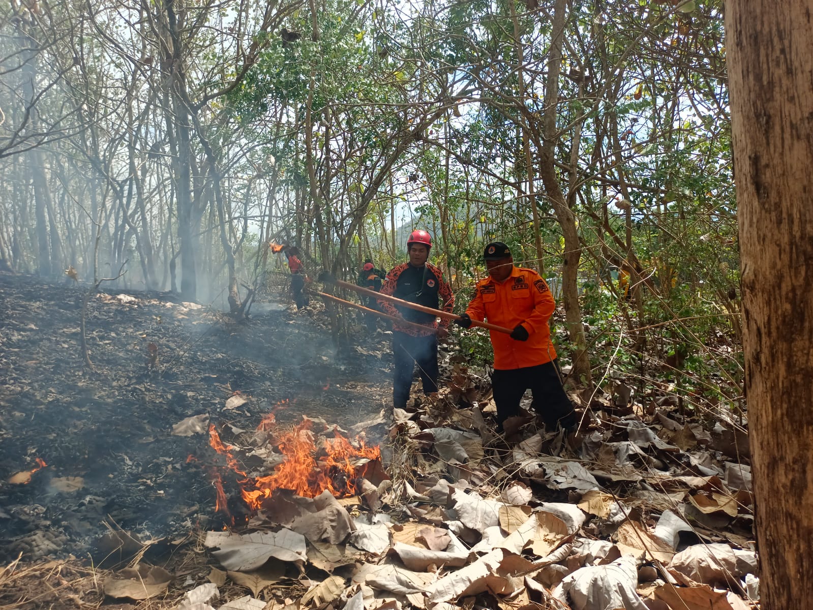 Trenggalek Dilanda 11 Kali Kebakaran Hutan dan Lahan, Pemkab Fokus Pada Penanganan