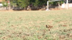 Revitalisasi Rumput Stadion Batoro Katong Ponorogo Sudah Setengah Jalan, Diharapkan Oktober Bisa Digunakan