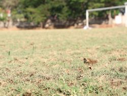Revitalisasi Rumput Stadion Batoro Katong Ponorogo Masih Proses, Oktober Diharapkan Bisa Digunakan