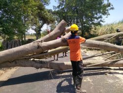 BPBD Kabupaten Kediri : Waspadai Pohon Tumbang di Musim Kemarau Panjang