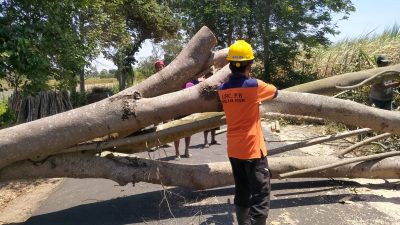 BPBD Kabupaten Kediri : Waspadai Pohon Tumbang di Musim Kemarau Panjang