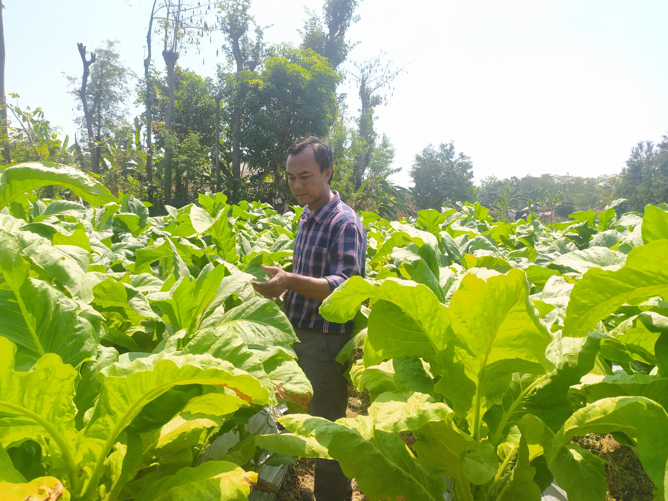 Hasil Melimpah, Petani Tembakau di Ponorogo Sumringah Raup Untung Hingga Rp 25 Miliar
