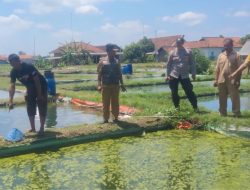 Tak Kunjung Pulang! Pria Lanjut Usia Asal Tulungagung Ditemukan Tewas di Kolam Ikan