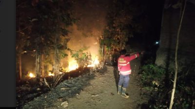 Penyebab Kebakaran Lahan Pohon Jati di Tulungagung Masih Belum Diketahui 