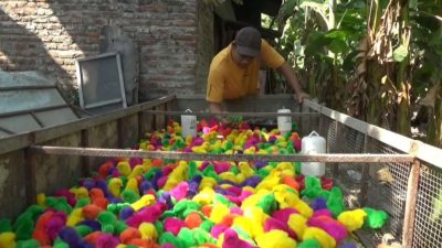 Inspirasi Usaha Ayam Warna-warni Jombang, Jumain Waluyo Jati Raih Omzet Bulanan Rp50 Juta
