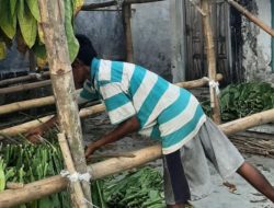 APTI Jombang Keluhkan Penurunan Harga Tembakau Akibat Peraturan dan Cuaca