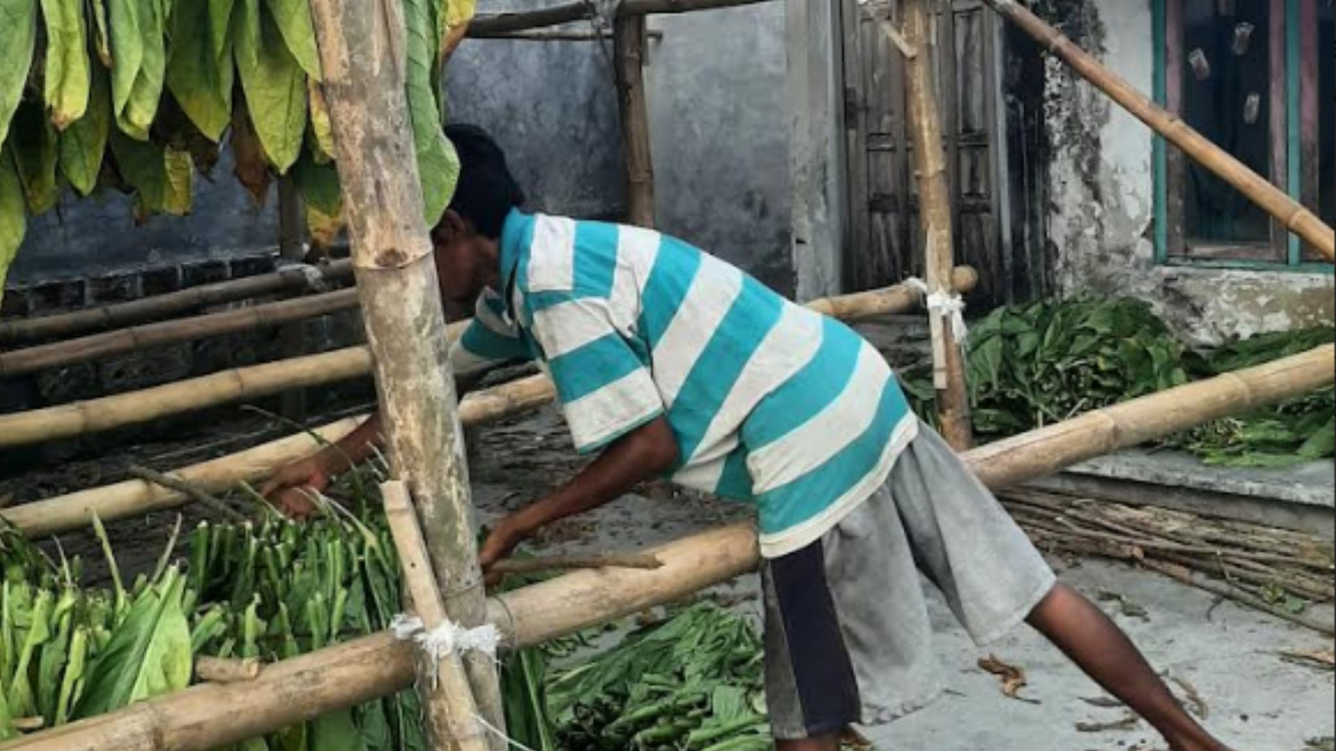 APTI Jombang Keluhkan Penurunan Harga Tembakau Akibat Peraturan dan Cuaca