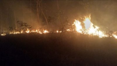 Tiga Hektare Lahan Jati Perhutani di Tulungagung Terbakar Hebat, Hampir Memasuki Wilayah Pemukiman