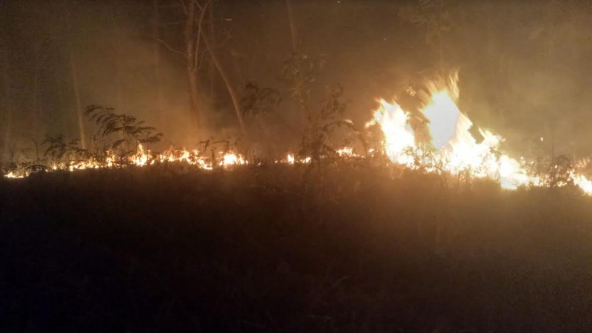Tiga Hektare Lahan Jati Perhutani di Tulungagung Terbakar Hebat, Hampir Memasuki Wilayah Pemukiman