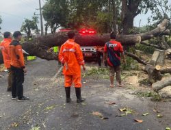 Tulungagung Diterjang Hujan Angin Selama Tiga Jam, Banyak Pohon Tumbang Berjatuhan