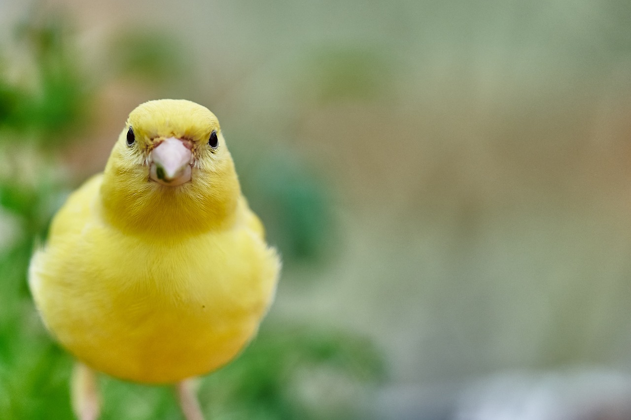 Simak! Ini 3 Jenis Daun yang Bisa Membuat Burung Kenari Semakin Gacor