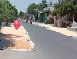 Harga Jagung di Kabupaten Kediri Anjlok ke Rp 4.700 per Kilogram, Petani Mengeluh