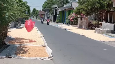 Harga Jagung di Kabupaten Kediri Anjlok ke Rp 4.700 per Kilogram, Petani Mengeluh