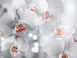 4 Tips Merawat Bunga Anggrek Dalam Ruangan dengan Benar Supaya Rajin Berbunga. Pencahayaan Kunci Utama! 