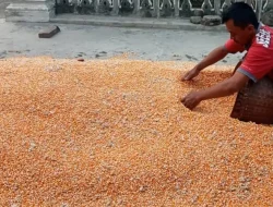 Harga Jagung di Kediri Kembali Anjlok