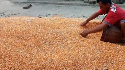 Harga Jagung di Kediri Kembali Anjlok