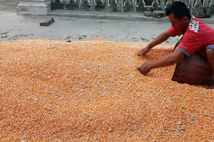 Harga Jagung di Kediri Kembali Anjlok