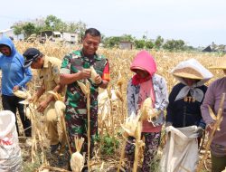 Bersama Warga Desa Pagung, Dandim 0809 Kediri Panen Jagung di Lokasi TMMD ke-122