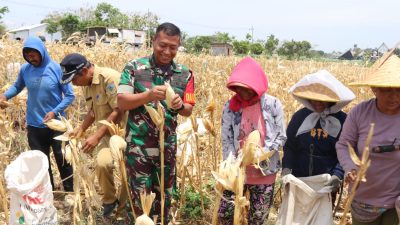 Bersama Warga Desa Pagung, Dandim 0809 Kediri Panen Jagung di Lokasi TMMD ke-122