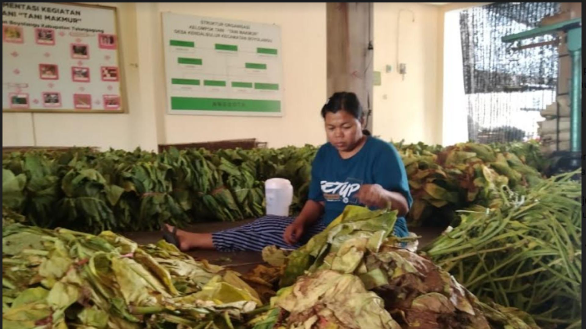 Curah Hujan Minim, Produksi Tembakau Tulungagung Naik Drastis