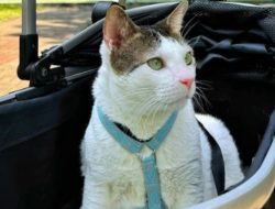 Fantastis! Ini Harga Stroller Bobby Kertanegara, Kucing Prabowo yang Curi Perhatian Warganet