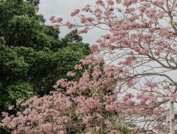 7 Tips Merawat Pohon Tabebuya agar Bisa Berbunga Lebat, Simak Yuk!