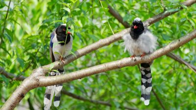 3 Rekomendasi Vitamin Terbaik untuk Menaikkan Birahi Burung Murai Batu, Yuk Simak!