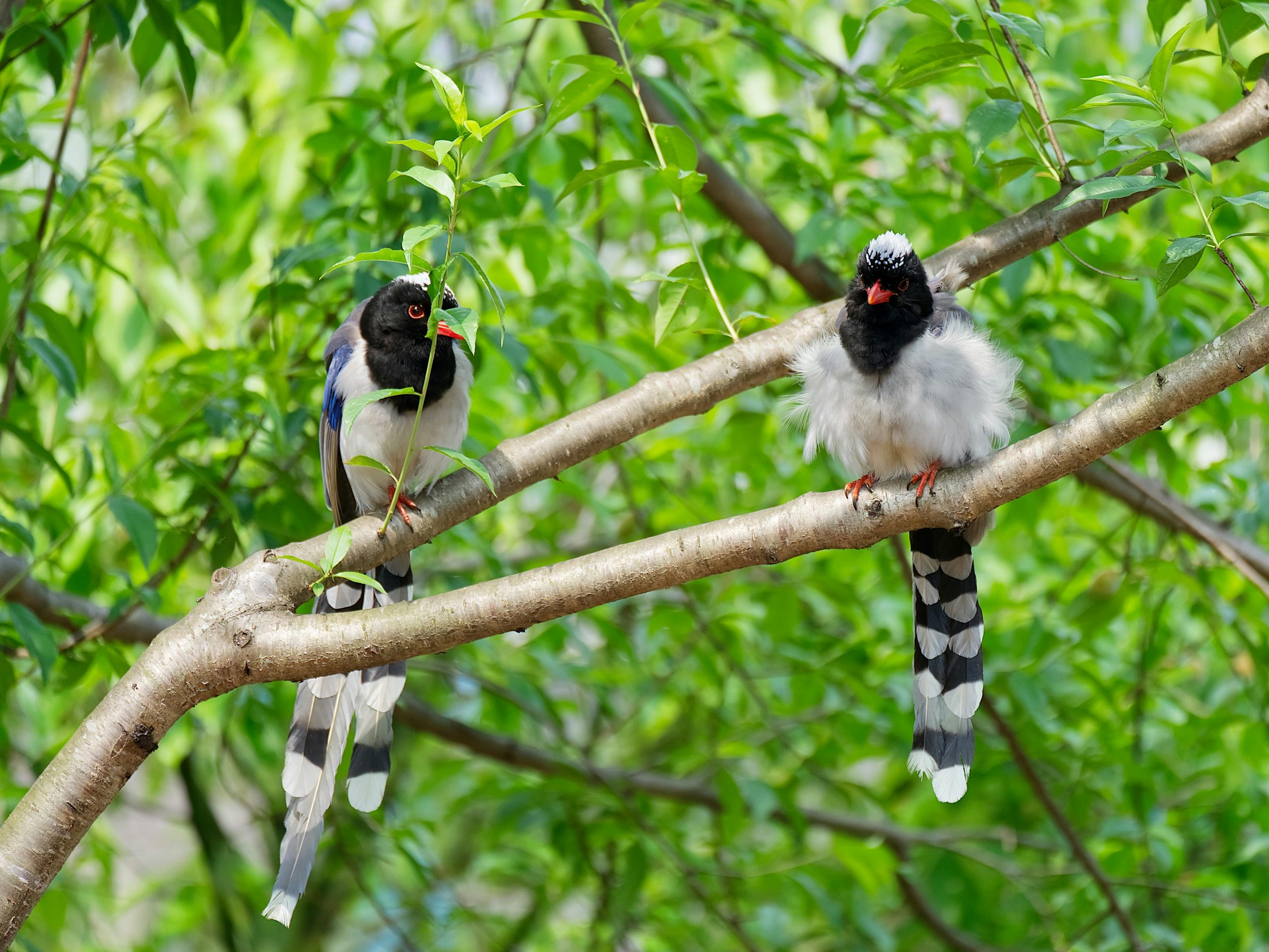 3 Rekomendasi Vitamin Terbaik untuk Menaikkan Birahi Burung Murai Batu, Yuk Simak!