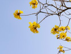 5 Jenis Pohon Tabebuya Paling Populer, Mana yang Paling Cantik?